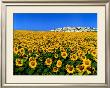 Sunflowers by Tushita Limited Edition Pricing Art Print