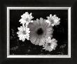 Gerber Daisies by Harold Silverman Limited Edition Pricing Art Print