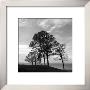 Trees From Storm by Mary Ruppert Limited Edition Print