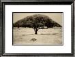 The Sheltering Tree, Serengeti by Lorne Resnick Limited Edition Print