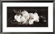 Soft Magnolias Ii by Christine Elizabeth Limited Edition Print