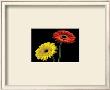 Two Gerberas Front by Steven Mitchell Limited Edition Print