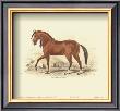 Horse, Paramero Of Peru by Sir William Jardine Limited Edition Pricing Art Print