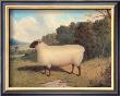 Prize Shropshire Ewe by Whitford Limited Edition Pricing Art Print