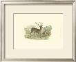 Petite Red Deer by W.H. Lizars Limited Edition Pricing Art Print