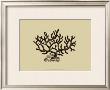 Coral On Khaki Iii by J. Wilkes Limited Edition Pricing Art Print