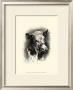 Antique Cattle I by F. Lehnert Limited Edition Print