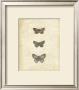 Botanical Butterflies Ii by Katie Pertiet Limited Edition Print