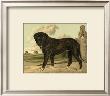 Mastiff by Vero Shaw Limited Edition Print