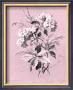 Dussurgey Hydrangea On Pink by Dussurgey Limited Edition Pricing Art Print