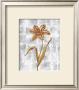 Orange Flower by Stela Klein Limited Edition Print