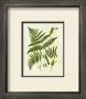 Fern With Crackle Mat Iv by Samuel Curtis Limited Edition Print