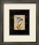 Tulipe Bleue I by Carol Robinson Limited Edition Print