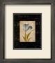 Tulipe Bleue I by Carol Robinson Limited Edition Pricing Art Print