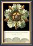 Antique Rosette Viii by Carlo Antonini Limited Edition Pricing Art Print