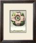 Pastel Rosettes Iii by Carlo Antonini Limited Edition Pricing Art Print