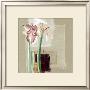 Amaryllis Japonisant by C. Bernarduchene Limited Edition Pricing Art Print