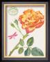 Tea Rose by Elissa Della-Piana Limited Edition Print
