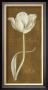 White Tulip No. 36 by Stela Klein Limited Edition Print
