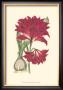 Amaryllis Blooms Ii by Van Houtteano Limited Edition Pricing Art Print