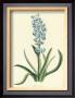 Hyacinthus Viii by Christoph Jacob Trew Limited Edition Print