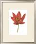 Tulip Beauty Iv by Jennifer Goldberger Limited Edition Pricing Art Print
