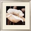 Amazing Poppies Ii by Jettie Roseboom Limited Edition Pricing Art Print