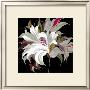 Lily Xx by Sally Scaffardi Limited Edition Print