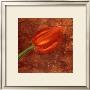 Mystic Tulip by Olvia Celest Limited Edition Print