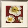 Poppy Elegance Ii by Janel Pahl Limited Edition Print