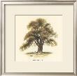 Common Oak by Samuel Williams Limited Edition Print