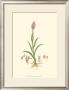 Curtis' Garden I by Samuel Curtis Limited Edition Pricing Art Print