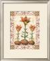 Provincial Lilium by Walter Robertson Limited Edition Pricing Art Print