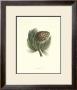 Pignon Pine by Deshayes Limited Edition Print
