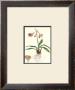 Amaryllis Reticulata by Pernotin Limited Edition Print