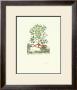 Mespilus Alpina by Abraham Munting Limited Edition Print