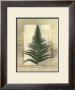 Texturized Fern I by Norman Wyatt Jr. Limited Edition Pricing Art Print