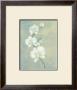 Powder Blue Orchid by Anne Novak Limited Edition Print