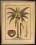 Cocoa Nut Palm by Rebecca Limited Edition Print
