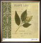 Botany Principles Ii by Paula Scaletta Limited Edition Print