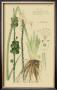 Ornamental Grasses Vi by A. Descubes Limited Edition Print