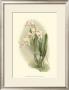 Orchid Garden Iii by H.G. Moon Limited Edition Print