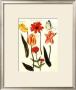 Tulips Ii by Nicolas Robert Limited Edition Print