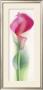 Pink Calla Iii by Annemarie Peter-Jaumann Limited Edition Print