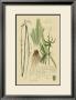 Ornamental Grasses Iii by A. Descubes Limited Edition Print