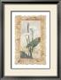 Calla Lily by George Caso Limited Edition Print