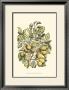Pear Tree Branch by Henri Du Monceau Limited Edition Print