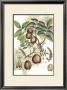Antique Walnut Tree by John Miller (Johann Sebastien Mueller) Limited Edition Print