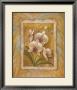 Illuminated Orchid Ii by Elaine Vollherbst-Lane Limited Edition Print