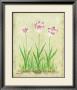 Rosy Tulips I by Debra Lake Limited Edition Print